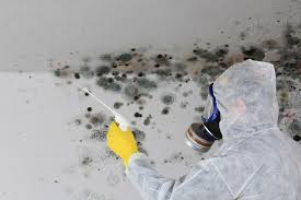 Best Mold Odor Removal Services in Bastrop, TX